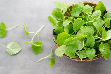 Gri arkaplanda taze çiğ nane yaprakları.