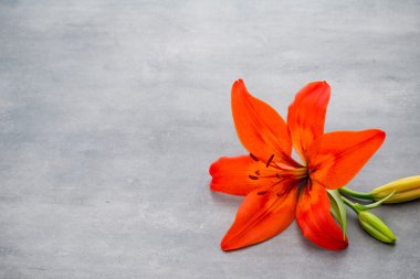 Gri arka planda tomurcukları olan zambak çiçeği.