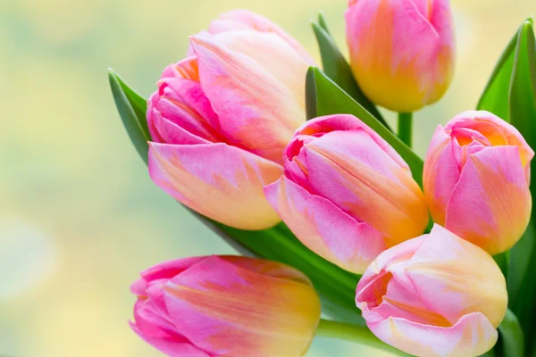Fleurs printanières. Bouquet de tulipes sur le fond bokeh. — Photo