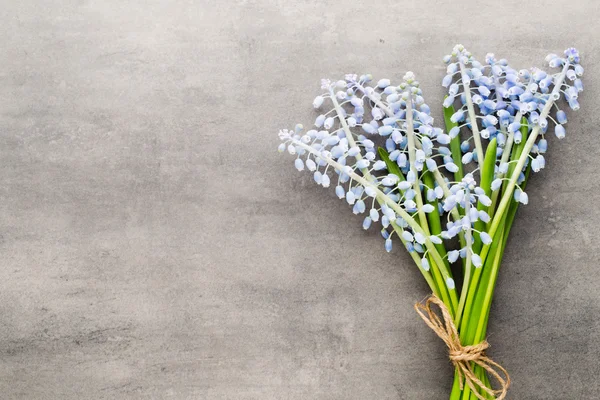 Bouquet of blue muscari on rustic gray background. — Stock Photo, Image