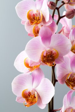 Gri arka plan üzerinde pembe orkide.
