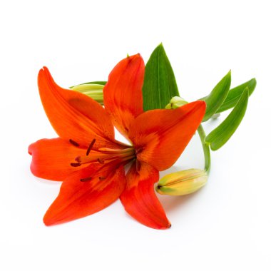 Lily çiçek tomurcukları beyaz bir arka plan üzerinde izole.