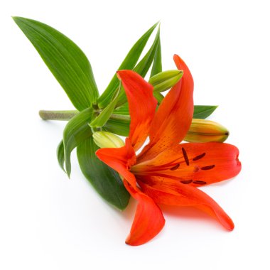 Lily çiçek tomurcukları beyaz bir arka plan üzerinde izole.