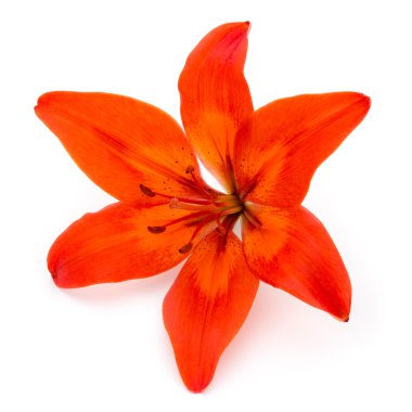 Lily çiçek tomurcukları beyaz bir arka plan üzerinde izole.