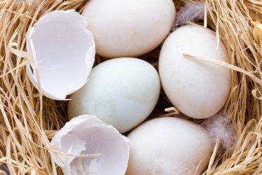 Ördek yumurtaları yuvası, bahar Paskalya sembolü.