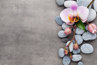 Spa orkide Tema nesneleri gri arka plan üzerinde.