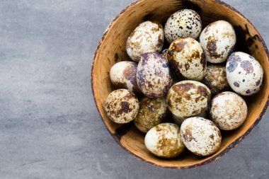 Yuvadaki bıldırcın yumurtaları, baharın sembolü..