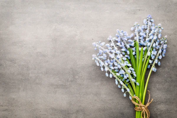 Bouquet de muscari bleu sur fond gris rustique. — Photo