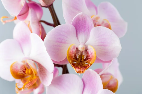 Rózsaszín orchidea a szürke háttér. — Stock Fotó