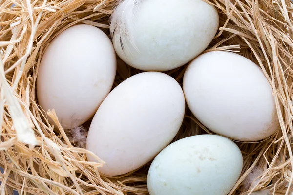 Утиные яйца гнездо, весенний пасхальный символ. — стоковое фото