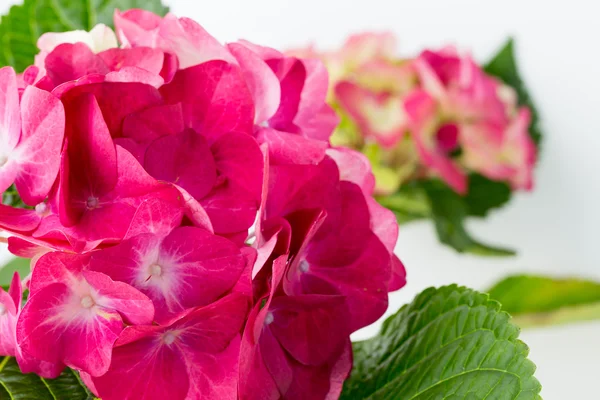 Roze bloem hortensia op blauwe achtergrond. — Stockfoto