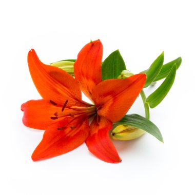 Lily çiçek tomurcukları beyaz bir arka plan üzerinde izole.