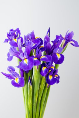 Mor Iris çiçek Sarı zemin üzerine.