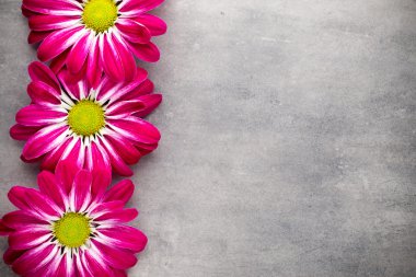 Sarı arka planda pembe kasımpatı.