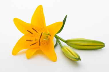 Lily çiçek tomurcukları beyaz bir arka plan üzerinde.