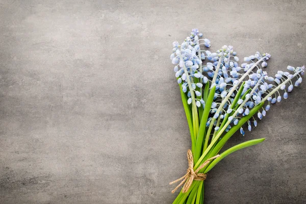 Bouquet de muscari bleu sur fond gris rustique. — Photo