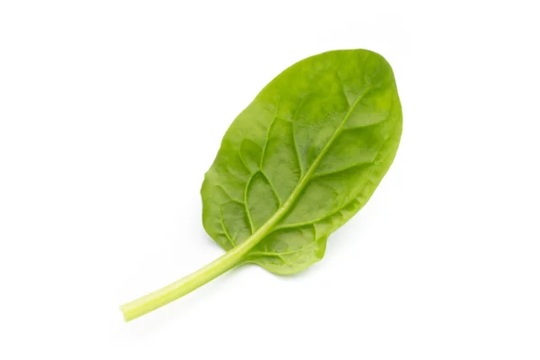 Spinach on the isolated white. — Stock Photo, Image