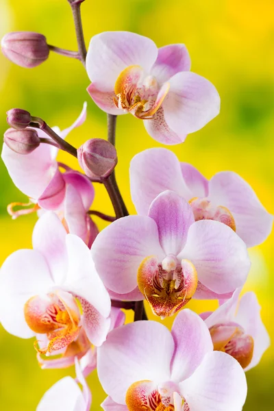 Orquídea amarilla sobre fondo gris. —  Fotos de Stock