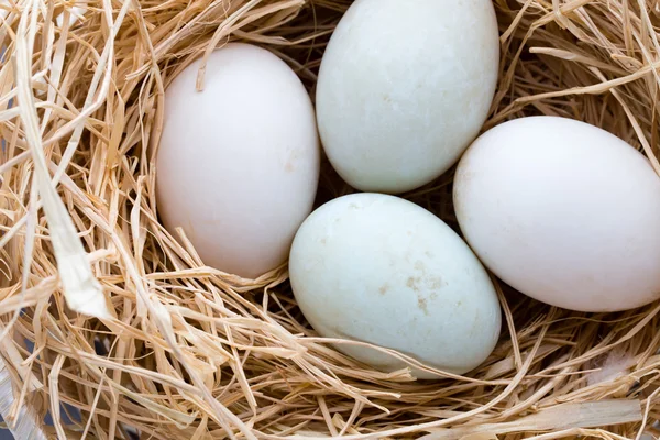 Ninho de ovos de pato, símbolo de Páscoa de primavera. — Fotografia de Stock