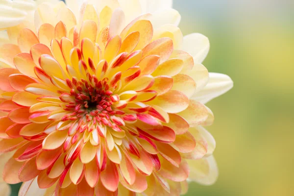 Dahlia flowers close up for yellow background. — Stock Photo, Image