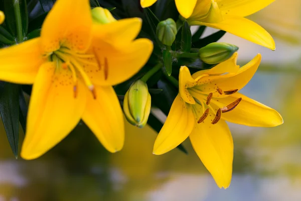 Lily flor amarela com botões em um fundo cinza . — Fotografia de Stock