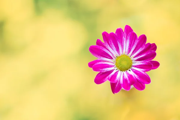 黄色の背景にピンクの菊. — ストック写真