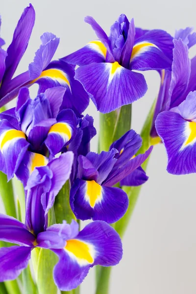 Purple iris flower on the yellow background. — Stock Photo, Image