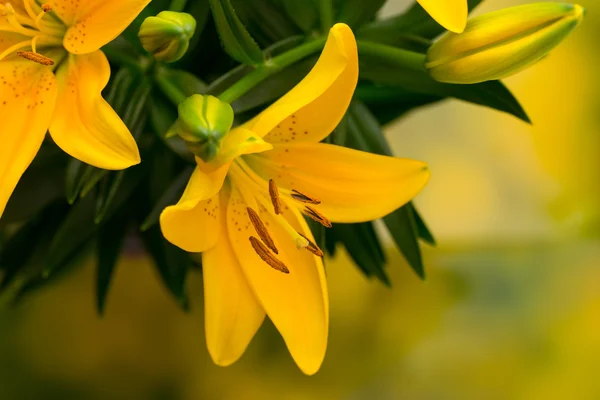 Lily flor amarela com botões em um fundo cinza . — Fotografia de Stock