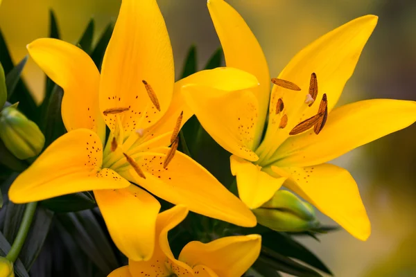 Lily flor amarela com botões em um fundo cinza . — Fotografia de Stock