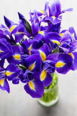 Iris çiçek gri arka plan üzerinde.