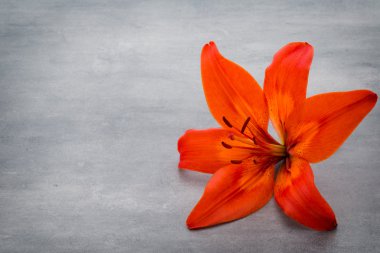 Gri arka planda tomurcukları olan zambak çiçeği.