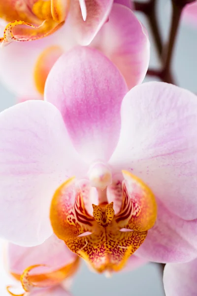 Rózsaszín orchidea a szürke háttér. — Stock Fotó