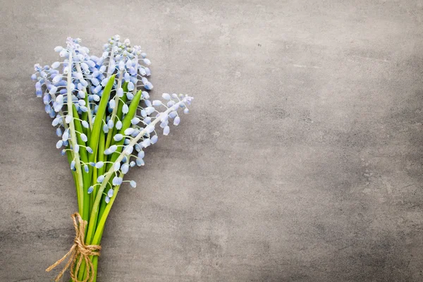 Bouquet de muscari bleu sur fond gris rustique. — Photo