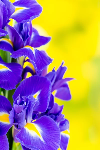Mor Iris çiçek Sarı zemin üzerine. — Stok fotoğraf