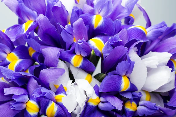 Iris bloemen achtergrond, lente bloemen patroon. — Stockfoto