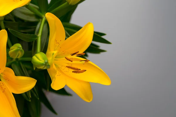 Lily flor amarela com botões em um fundo cinza . — Fotografia de Stock