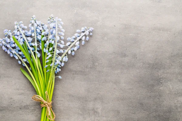 Bouquet of blue muscari on rustic gray background. — Stock Photo, Image