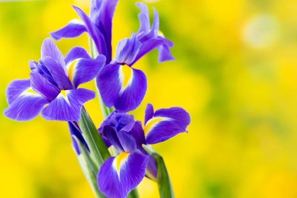 Flor de iris púrpura sobre el fondo amarillo . — Foto de Stock