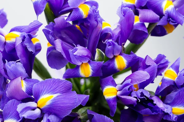 Iris flowers background, spring floral patern. — Stock Photo, Image
