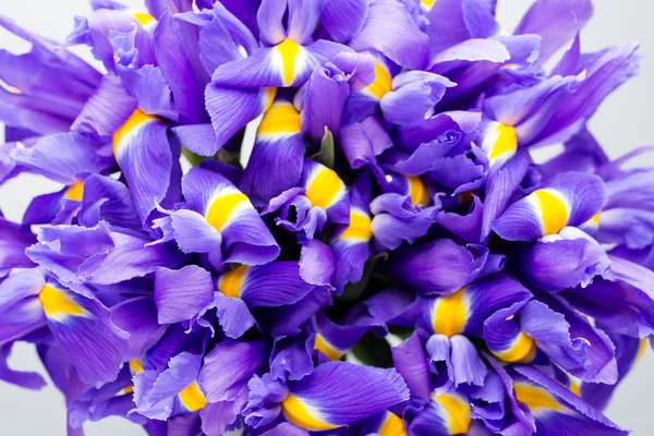 Iris flores fondo, patern floral primavera. — Foto de Stock