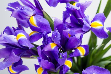 İris çiçekleri arka plan, bahar çiçekleri..