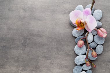 Spa orkide Tema nesneleri gri arka plan üzerinde.