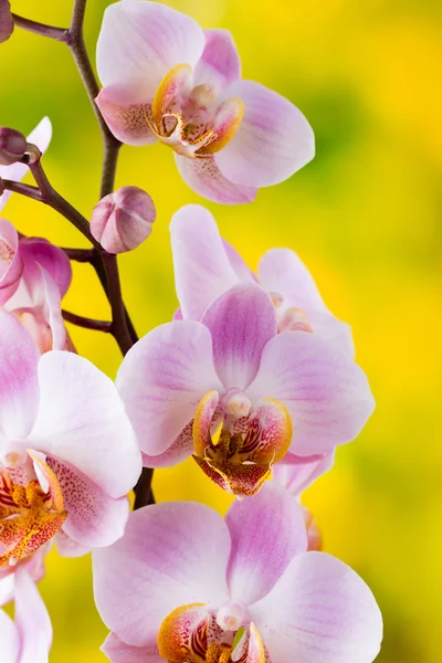 Żółta orchidea na szarym tle. — Zdjęcie stockowe