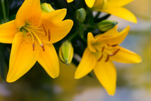 Lily flor amarela com botões em um fundo cinza . — Fotografia de Stock