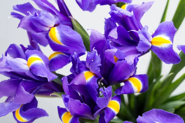 Iris fiori sfondo, primavera paterna floreale. — Foto Stock