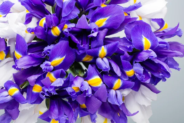 Iris flowers background, spring floral patern. — Stock Photo, Image