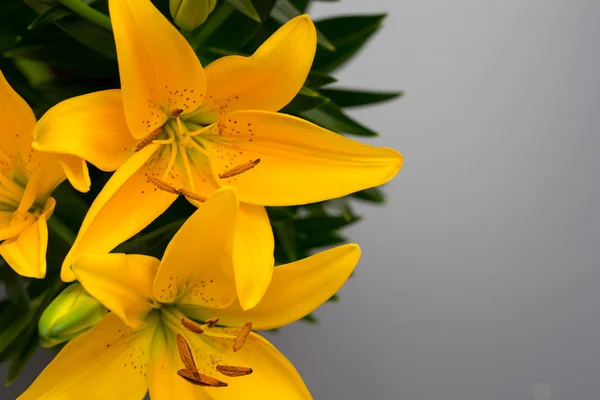 Lily flor amarela com botões em um fundo cinza . — Fotografia de Stock