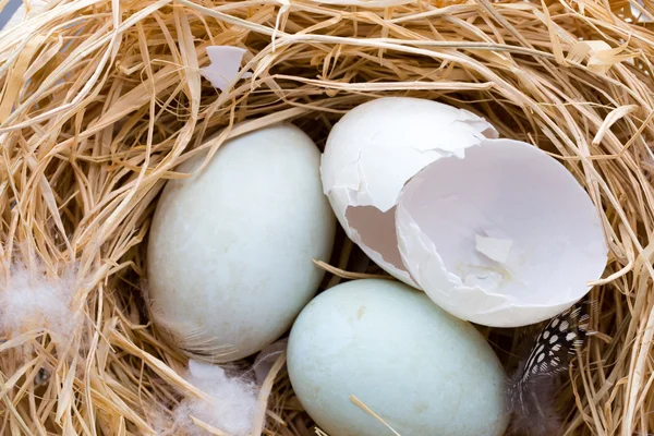 Ninho de ovos de pato, símbolo de Páscoa de primavera. — Fotografia de Stock