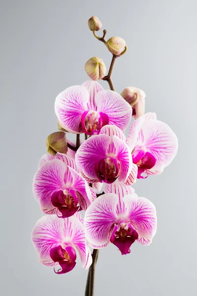 Pink orchid on the grey background. — Stock Photo, Image