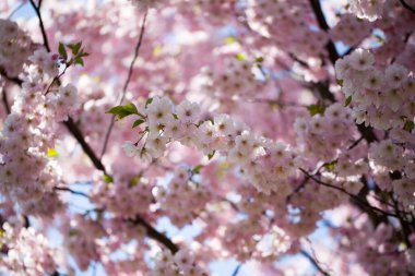 Bahar günü kiraz çiçeği arkaplanı.